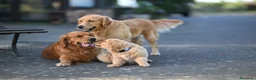 Golden Retriever cani in vendita: Allevamento sleepingbeauty golden - Annuncio 4