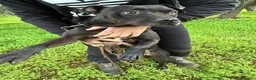 Pitbull cani in regalo: Yuma Pitbull buona,salvata 1anno fa,in canile SUD  - Annuncio 7