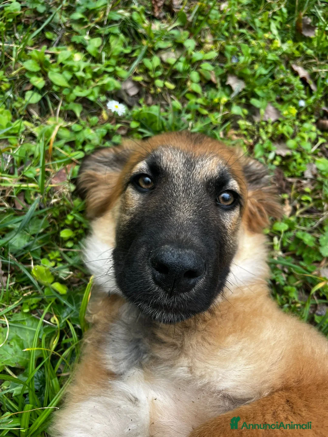 Meticcio cani in regalo: Dolce Vicky cerca casa a Città Metropolitana di Bologna - Annuncio 1