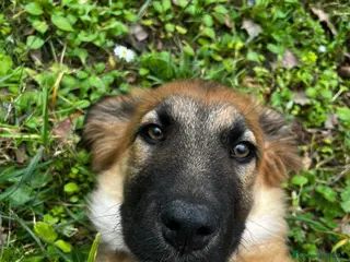 Meticcio cani Dolce Vicky cerca casa a Città Metropolitana di Bologna - Annuncio 15