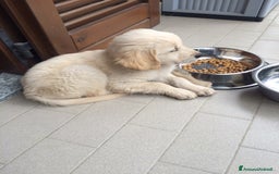 Golden Retriever cani in vendita: Vendesi cuccioli di Golden Retriever  a Provincia di Varese - Immagine 12