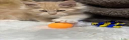 Maine Coon gatti in vendita: Cuccioli Maine coon  - Annuncio 6
