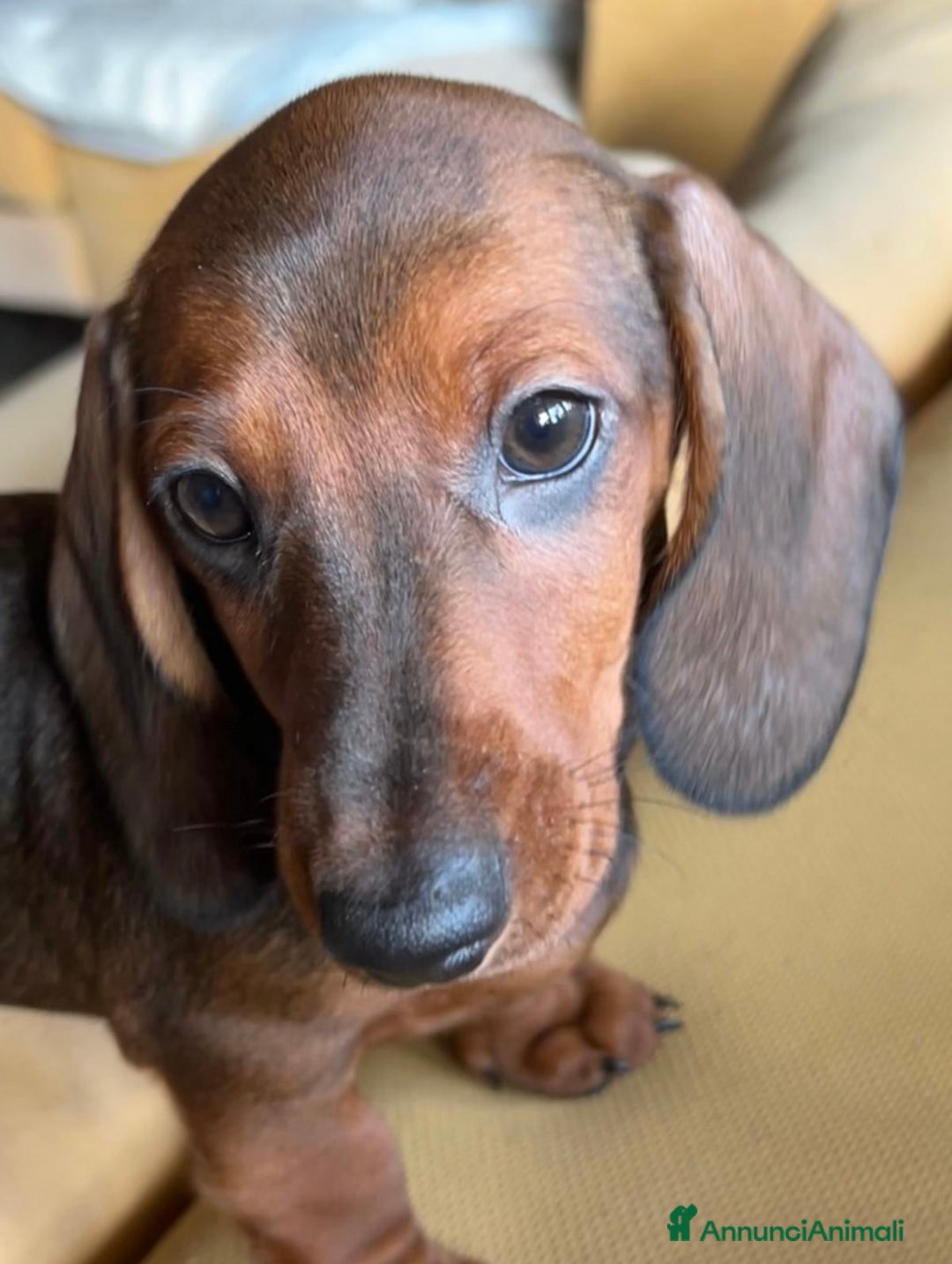 Bassotto cani in vendita: Cuccioli bassotto con pedigree  - Annuncio 8