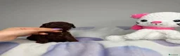 Barboncino Toy cani in vendita: Cuccioli di Barboncino Toy Teddy - Annuncio 6