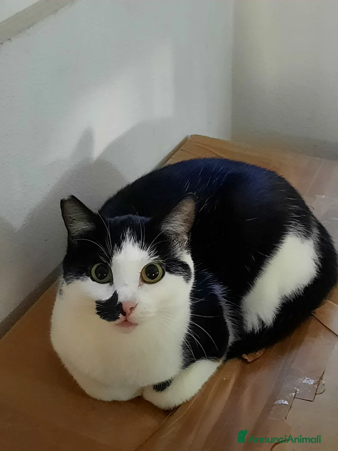 Meticcio gatti in regalo: Macchia e Melania miciotte da conquistare - Annuncio 1