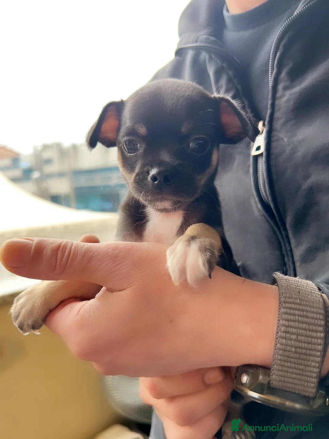 Chihuahua cani in vendita: Extra chihuahua  - Annuncio 3