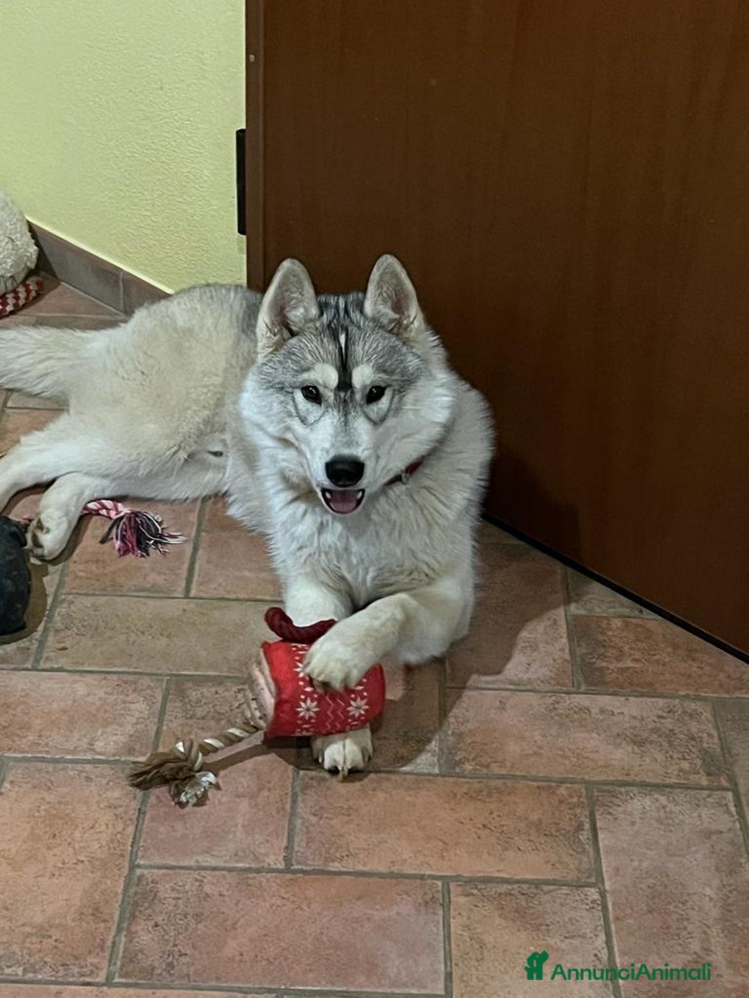 Husky cani per accoppiamento: Maschio di Siberian Husky per Monta a Provincia di Cuneo - Annuncio 2