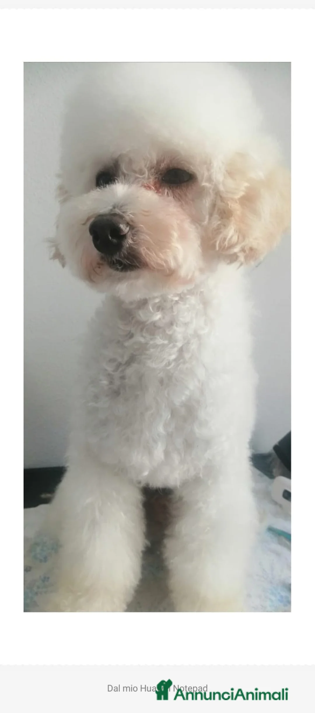 Barboncino Toy cani in vendita: Barboncini Toy Bianco Maschio Cucciolo - Annuncio 9