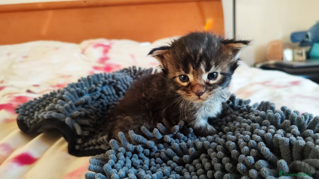 Maine Coon gatti in vendita: Cuccioli Maine Coon  - Annuncio 1