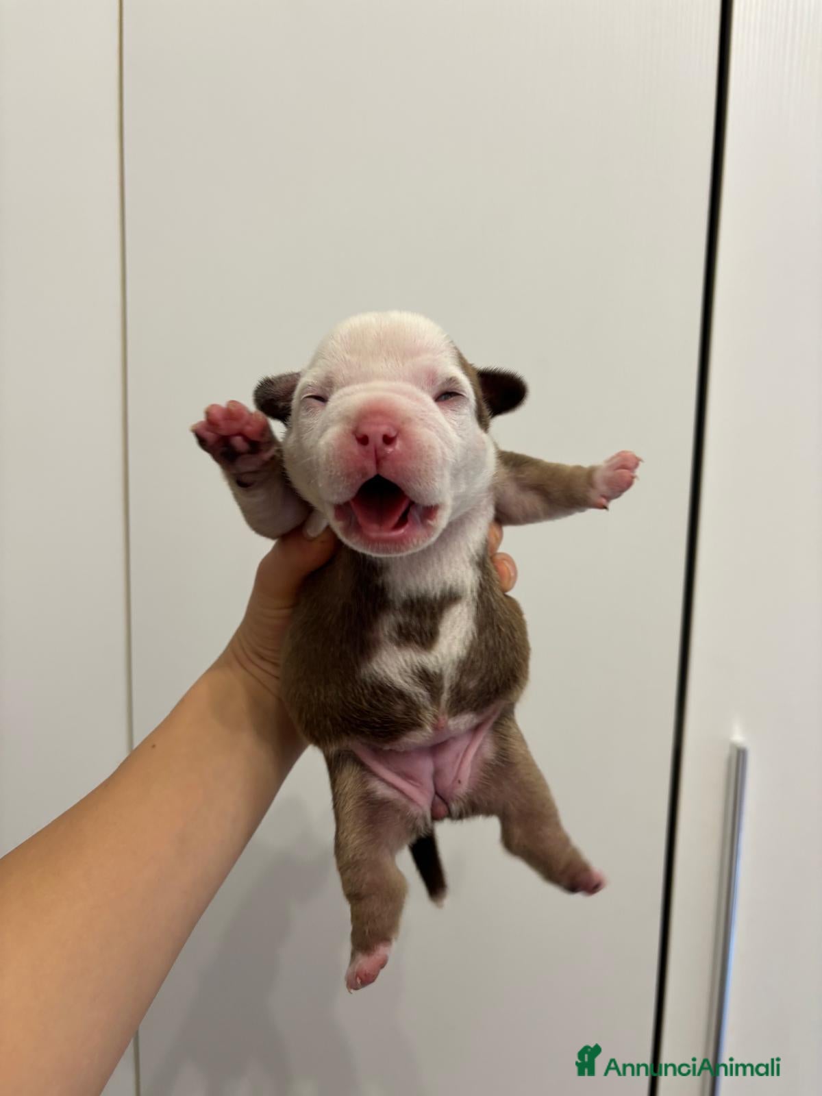 American Bully cani Disponibili cuccioli americani Bully figli d arte - Annuncio 1