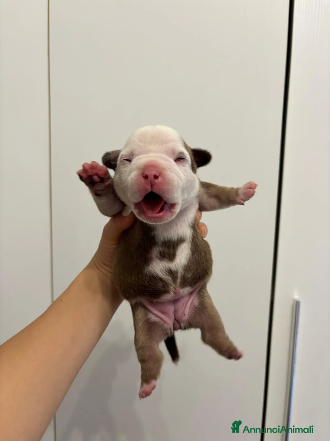 American Bully cani in vendita: Disponibili cuccioli americani Bully figli d arte - Annuncio 1