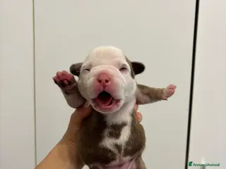 American Bully cani Disponibili cuccioli americani Bully figli d arte - Annuncio 1