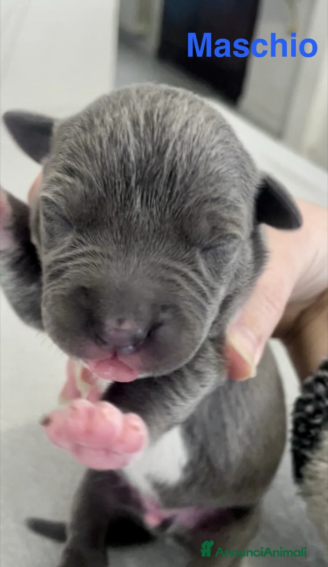 American Staffordshire cani in vendita: Amstaff Blue Nose/Blue Fawn - Annuncio 6