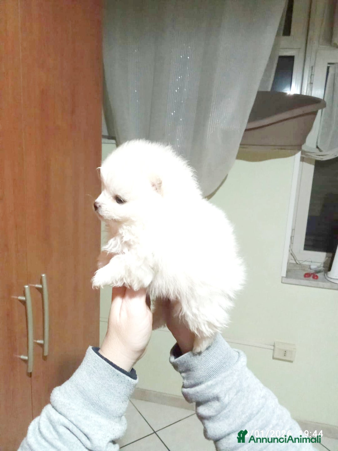 Volpino Pomerania cani in vendita: Pomerania  - Annuncio 5