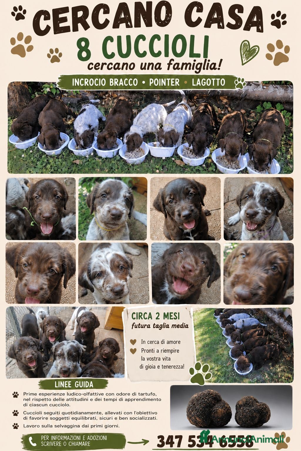 Lagotto cani Cucciolata lagotto braccopointer - Annuncio 1