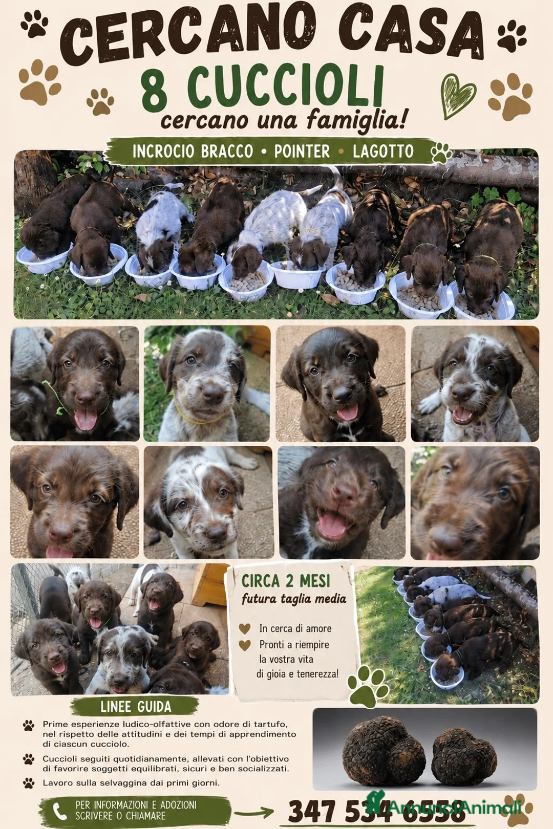 Lagotto cani in vendita: Cucciolata lagotto braccopointer - Annuncio 1