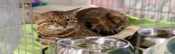 Bengala gatti in vendita: Cuccioli Bengala a Provincia di Cosenza - Annuncio 35