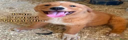 Meticcio cani in regalo: CUCCIOLI: URGENTE, TEMPO SCADUTO  a Provincia di Arezzo - Annuncio 2