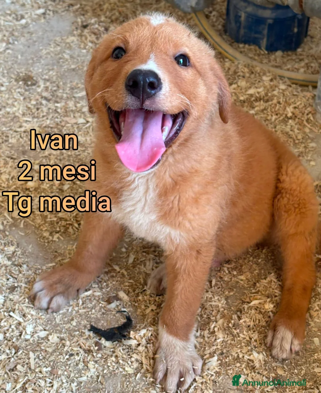 Meticcio cani in regalo: CUCCIOLI: URGENTE, TEMPO SCADUTO  a Provincia di Arezzo - Annuncio 2