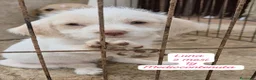 Meticcio cani in regalo: Trovatelli cercano urgentemente casa  a Provincia di Monza e della Brianza - Annuncio 3