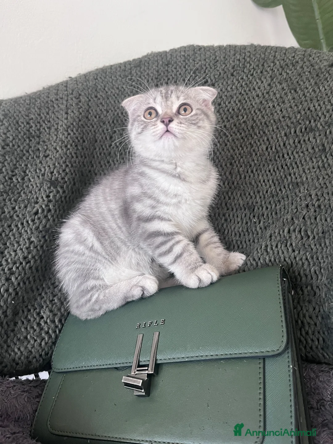 Scottish gatti in vendita: Schottish fold - Annuncio 5