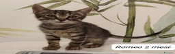 Europeo gatti in regalo: Gattini desiderosi di trovare famiglia  a Provincia di Prato - Annuncio 10