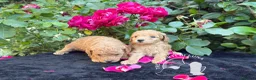 Barboncino Toy cani in vendita: Barboncino Toy TreQuartidiLuna - Annuncio 1