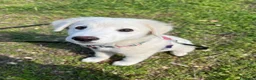 Meticcio cani in regalo: Tenero Romolo  - Annuncio 1