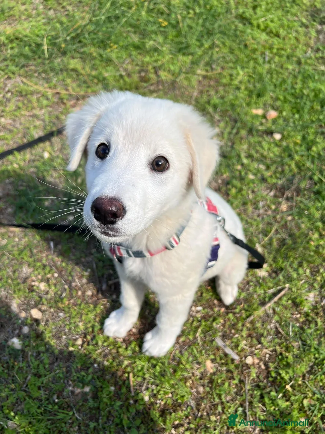 Meticcio cani in regalo: Tenero Romolo  - Annuncio 1