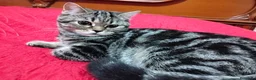 Scottish gatti in vendita: Gatto Scottish  - Annuncio 5