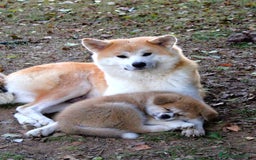 Akita Inu cani in vendita: CUCCIOLI AKITA INU LOMBARDIA  a Province of Como - Immagine 17