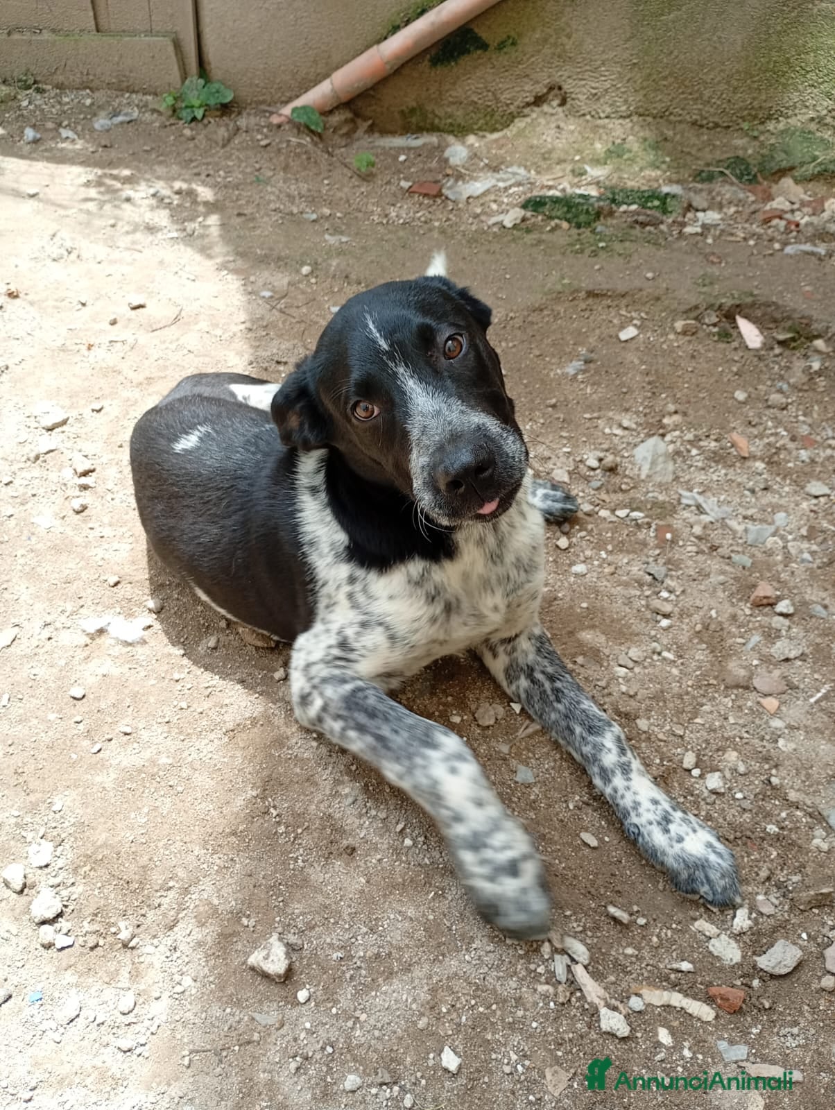 Meticcio cani YUKI ASPETTA UNA FAMIGLIA  - Annuncio 8