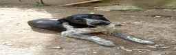 Meticcio cani in regalo: YUKI ASPETTA UNA FAMIGLIA  a Città metropolitana di Milano - Annuncio 1
