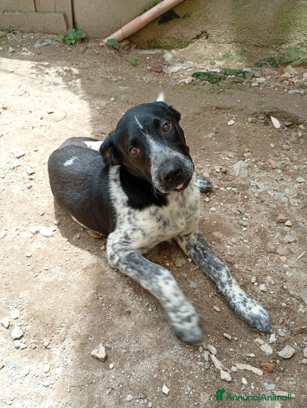 Meticcio cani in regalo: YUKI ASPETTA UNA FAMIGLIA  a Città metropolitana di Milano - Annuncio 1