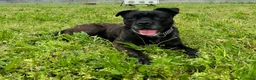 Meticcio cani in regalo: CHERRY BOXER - Annuncio 7