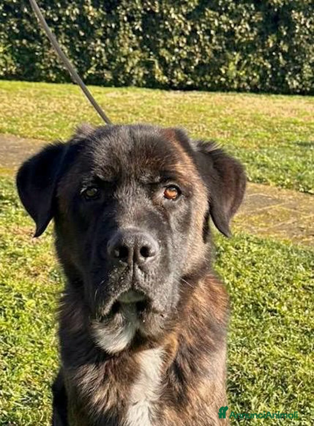 Meticcio cani in regalo: Tyson cerca casa a Città Metropolitana di Bologna - Annuncio 1
