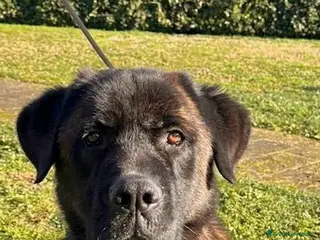 Meticcio cani Tyson cerca casa - Annuncio 4