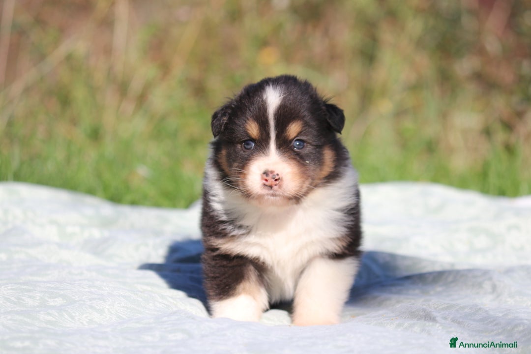 Australian Shepherd cani in vendita: PAstori Australiani cuccioli-Biancaneve e i 6 Nani - Annuncio 3
