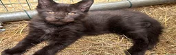 Maine Coon gatti in vendita: Cucciolo black smoke di maine coon (Tequila) - Annuncio 17
