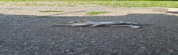 Meticcio gatti in regalo: Regalo gattini  a Provincia autonoma di Trento - Annuncio 4