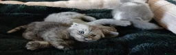 Scottish gatti in vendita: Splendidi gattino Schottis Fold a Provincia di Perugia - Annuncio 3