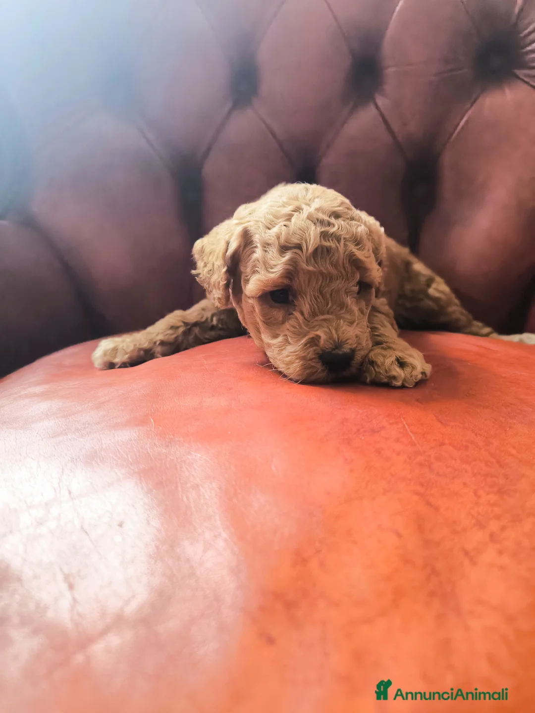 Barboncino cani in vendita: Barboncini Red nani  a Provincia di Savona - Annuncio 2