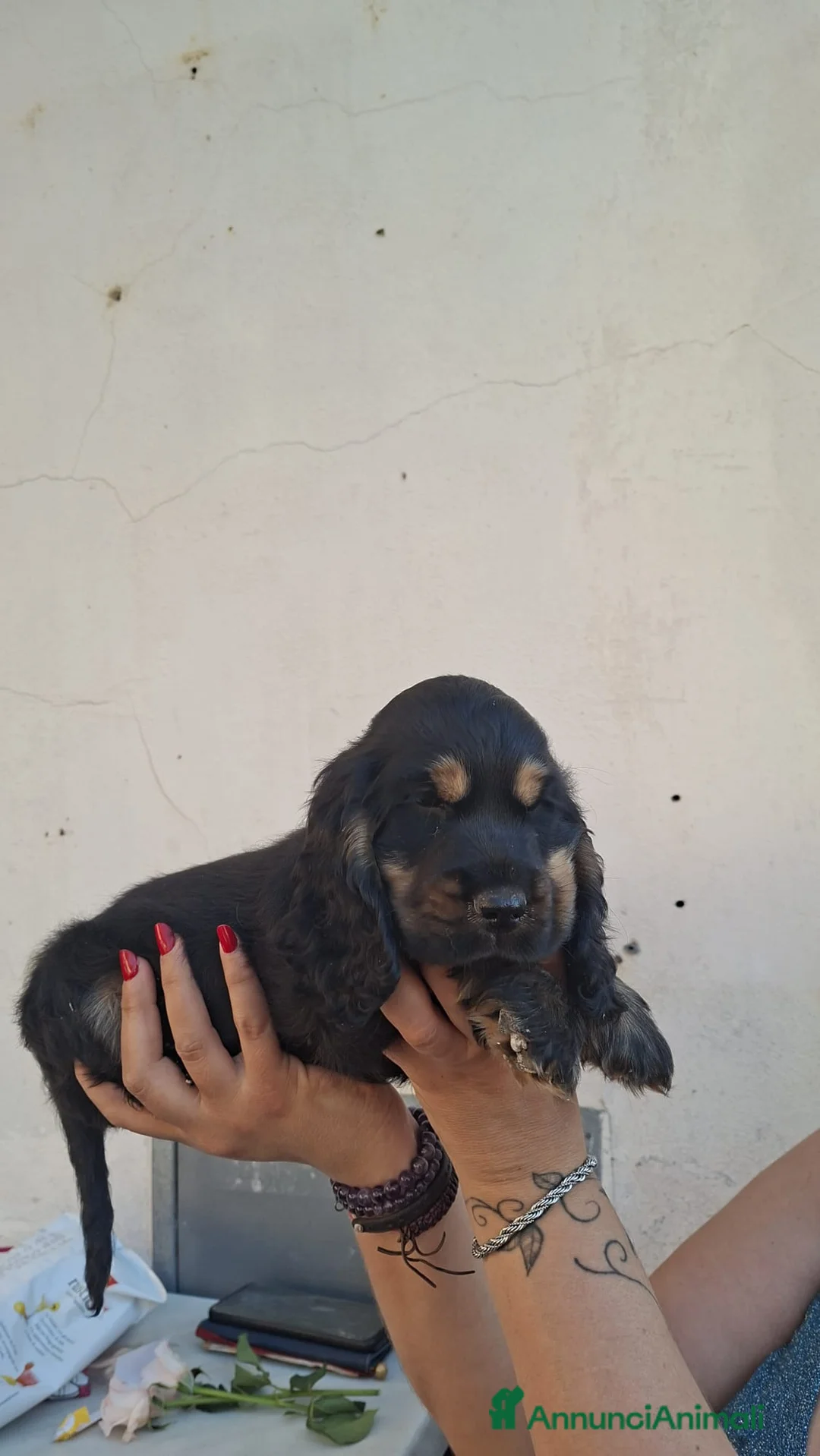 Cocker cani in vendita: Ultimo cucciolo cocker - Annuncio 5