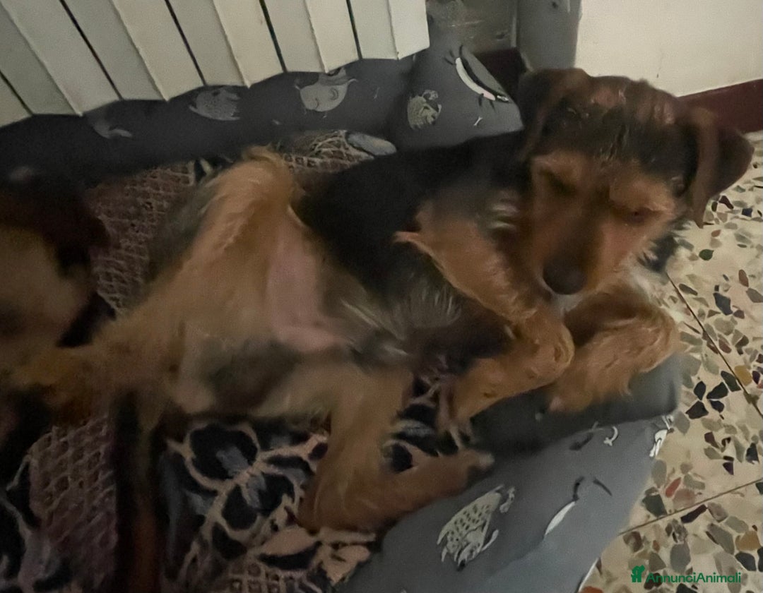 Jagdterrier cani in vendita: Vendo due cuccioli fratelli  - Annuncio 12