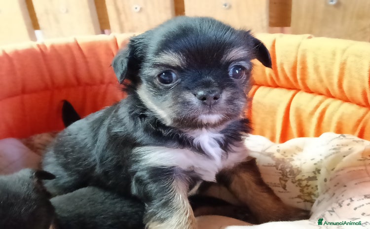 Chihuahua cani - Annuncio 16