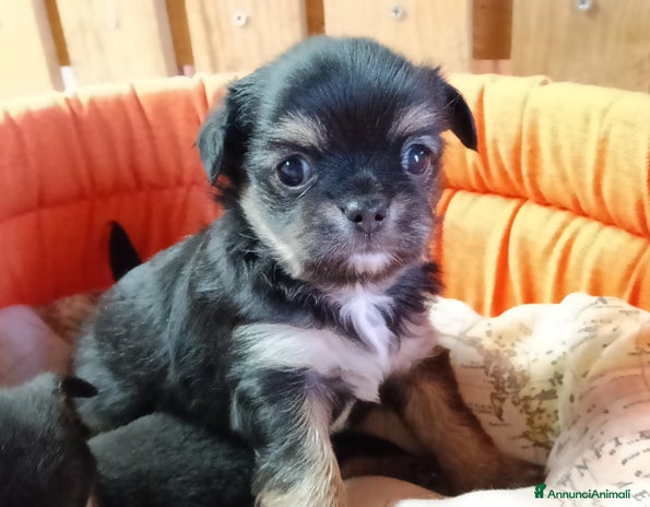 Chihuahua cani - Annuncio 16