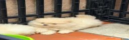 Spitz cani in vendita: Cuccioli di spitz Pomerania  - Annuncio 6