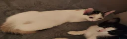 Europeo gatti in regalo:  ​🐾 QUATTRO MERAVIGLIOSI GATTINI CERCANO CASA! 🏡 - Annuncio 9