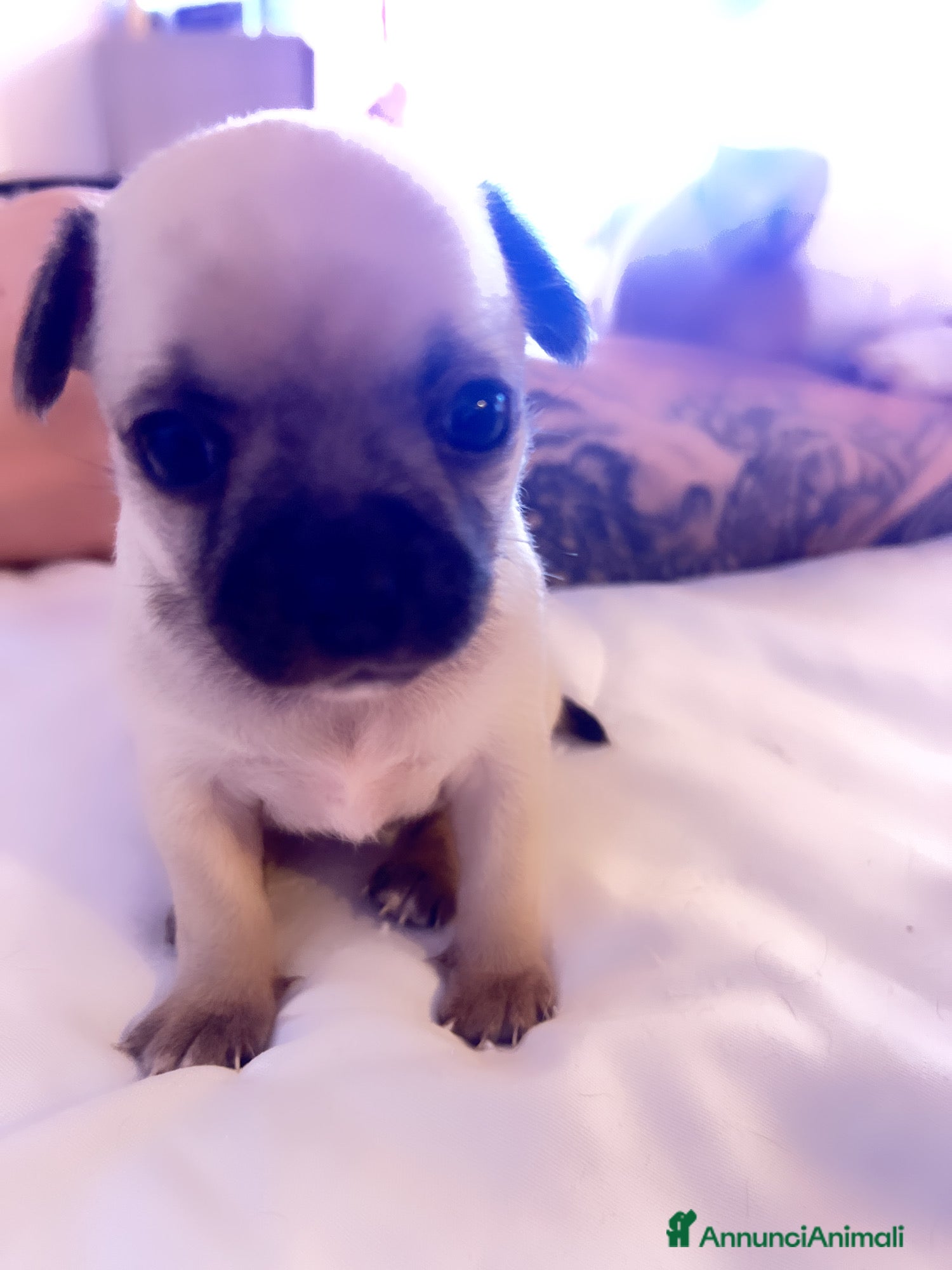 Chihuahua cani Chihuahua  - Annuncio 2