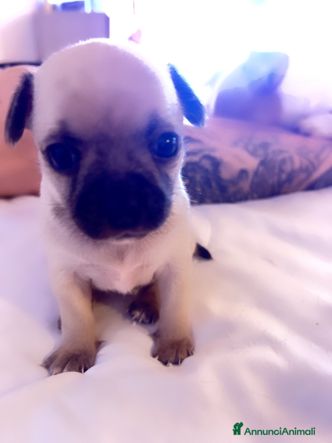 Chihuahua cani in vendita: Chihuahua  - Annuncio 2